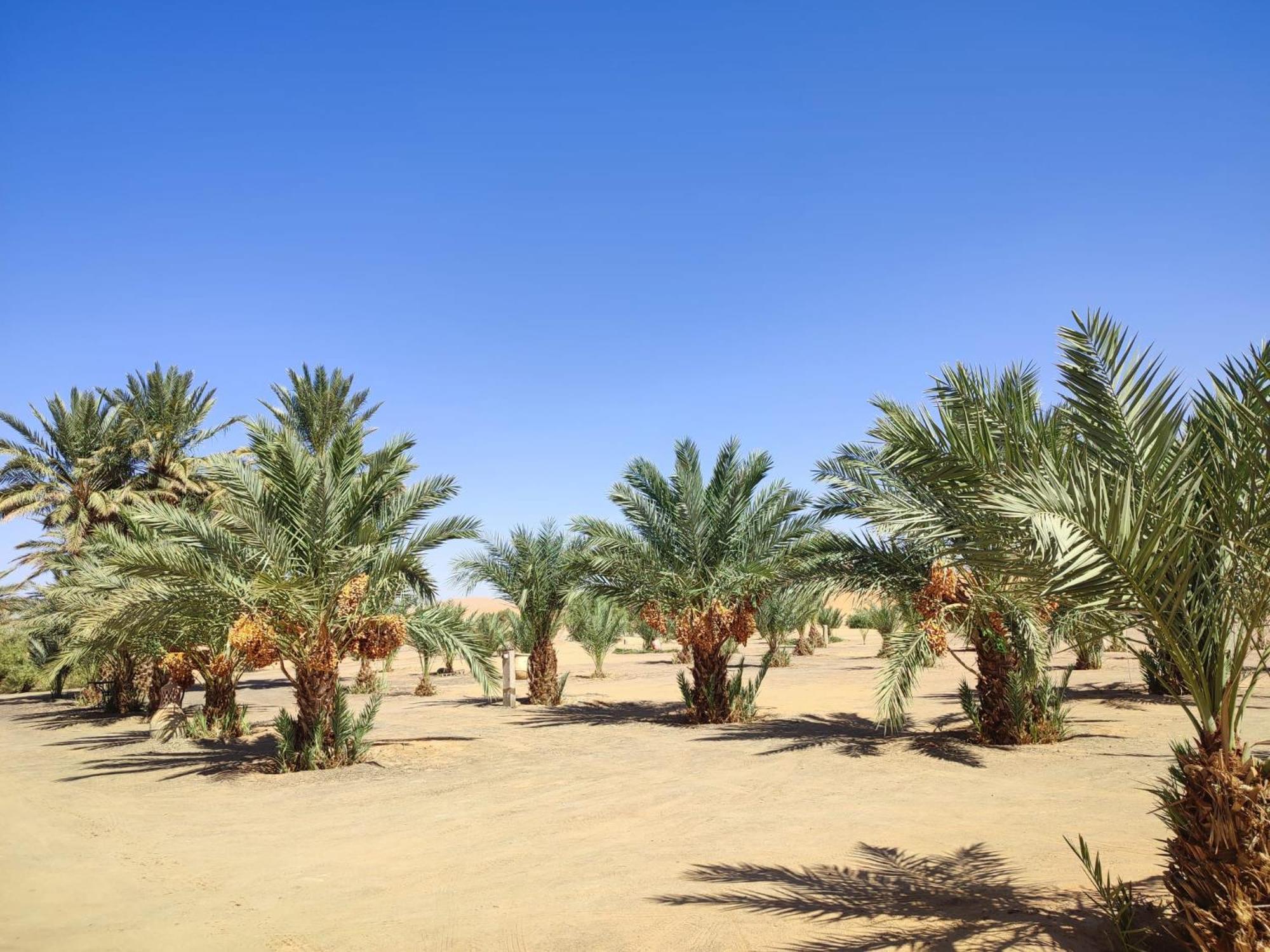 Berber Palace Merzouga Exterior foto